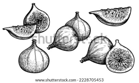 Figs sketch style set. Fruit of fig tree isolated on white background. Vintage black and white hand drawing. Best for the menu and kitchen design. Royalty-Free Stock Photo #2228705453