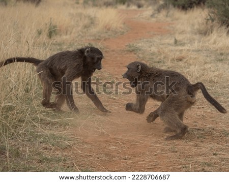 Baby baboons playing in Namibia