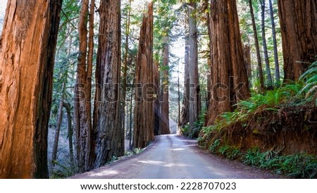 Sunbeams shine through the massive redwoods in  Jedediah Smith Redwoods State Park, Redwood National Park in California Royalty-Free Stock Photo #2228707023