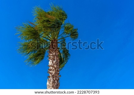 Palm tree photo with a bright blue sky, palm tree leaf.