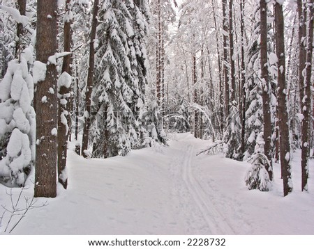 Winter forest. Snow way