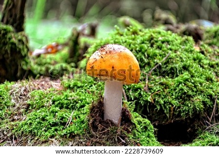 Yellow dove, Forest, forest crops Royalty-Free Stock Photo #2228739609