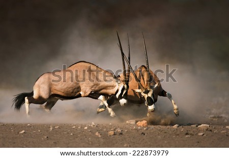 Intense fight between two male Gemsbok on dusty plains of Etosha Royalty-Free Stock Photo #222873979