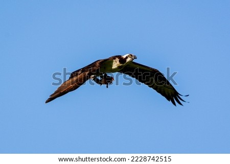 Close up of a Osprey flying home with his half eaten fish dinner.
