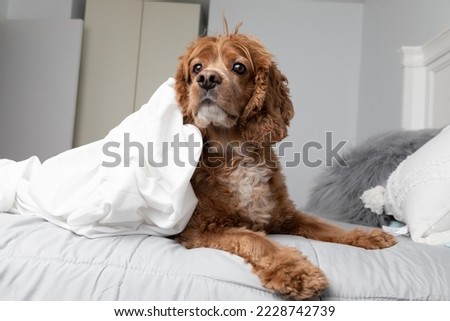 Portrait of a cocker spaniel dog laying in bed. He has a white bed sheet beside him. This photo was taken in a bedroom at his home. He is resting. 