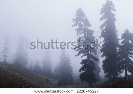 Forest on the horizon in the fog