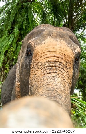 An upright photo of an elephant reaching for food with its long trunk.