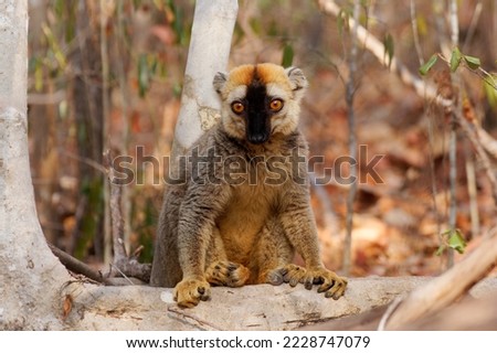 Red Lemur - Eulemur fulvus rufus also Rufous brown or Northern Red-fronted lemur, lemur from Madagascar, primate in typical dry forest, climbing on the tree. Royalty-Free Stock Photo #2228747079