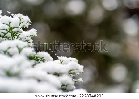 First snowfall, snow on the green branches of thuja, small snowflakes hang on a thin cobweb on a blurred green background during a snowfall, fluffy snow for Christmas and New Year, copy space