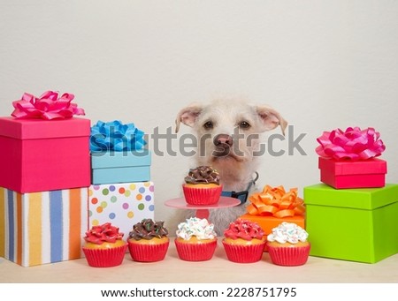 Cream colored terrier puppy dog sitting behind a light wood table with birthday presents and cup cakes. Off white wall behind. Animal bday party,