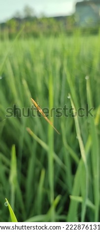 background of small yellow spiders on leaves defocused or blurred