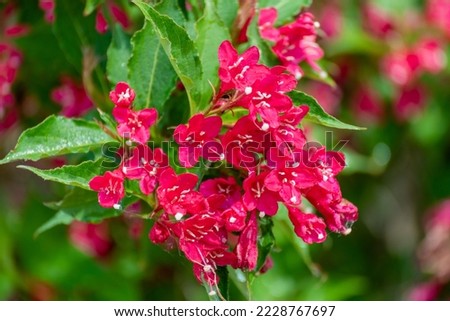 Sonic Bloom Red Weigela growing along the trail in summer Royalty-Free Stock Photo #2228767697