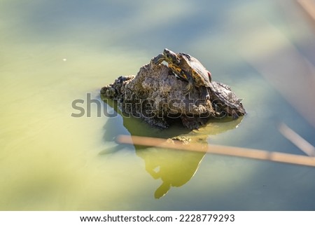Two Red-eared turtles (Trachemys scripta elegans) resting on a rock in lake.