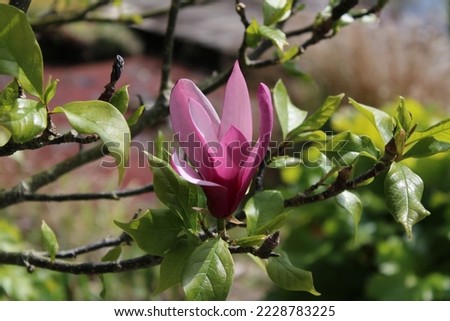 Close-up of a beautiful pink magnolia flower