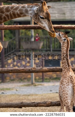 Mother's pride. A mother giraffe tenderly nuzzles her calf.
