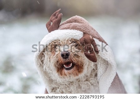 Portrait of a dog wearing a cute christmas costume at a snowy day outdoors