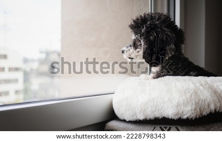 Dog looking out of window at the neighborhood. Curios small dog sitting on a pillow while looking at birds and cats. Female miniature harlequin poodle. Black and white groomed dog. Selective focus.