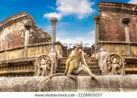 Wild monkeys at Ruins of  Vatadage in Polonnaruwa Archaeological Museum, Sri Lanka