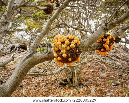 In Tierra del Fuego National Park in Argentina, orange edible mushrooms called Darwin's fungus (Cyttaria darwinii), shaped like balls, which grow exclusively on the southern beech tree (Nothofagus). Royalty-Free Stock Photo #2228805229