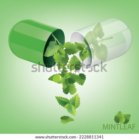 The medicinal capsule opens into mint leaves .illustration vector