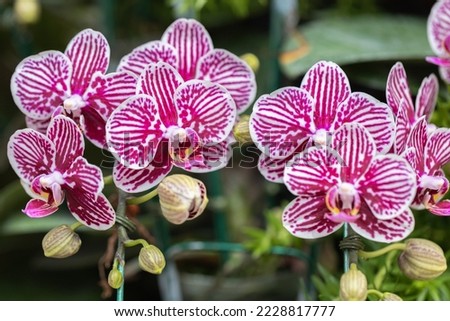 Beautiful orchid flower blooming at spring season Royalty-Free Stock Photo #2228817777