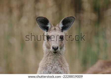 Kangaroos are native animals to Australia. Gold Coast, Queensland, Australia. Royalty-Free Stock Photo #2228819009