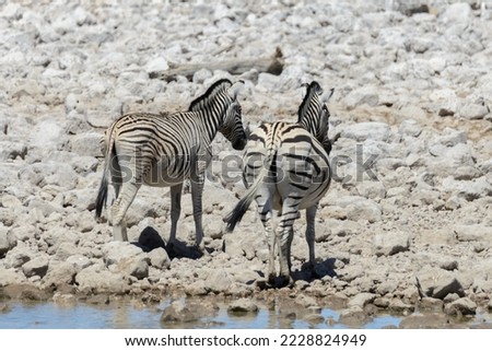 Wild zebras on waterhole in the African savanna