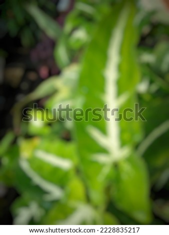 Out of focus picture of caladium leaves with fresh green color