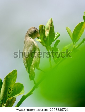 Loten's sunbird female searching for nectar on a tree.