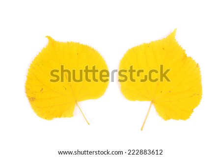bright yellow linden leaves closeup