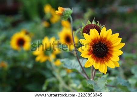 Beautiful yellow tulip flower new closeup picture indoor picture sunflower outdoor nature beauty.