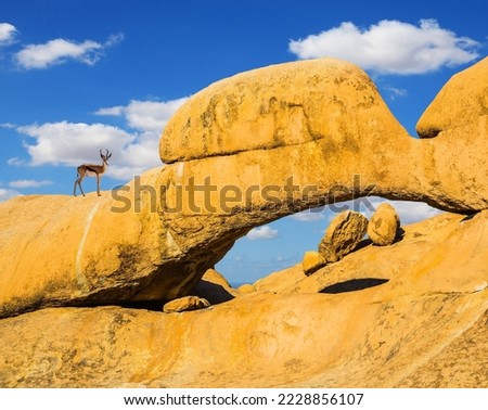 Travel to Africa. Picturesque stones and arches in the Namib desert. Antelope springbok on the rocks in the Spitskoppe desert. The concept of active, extreme and photo-tourism