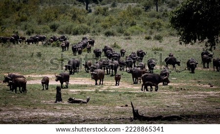 a huge herd of African buffalo approaching Royalty-Free Stock Photo #2228865341