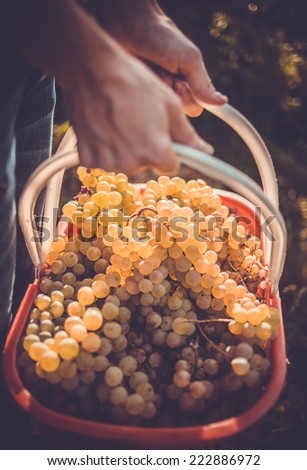 White wine grapes in basket after the harvest at the vineyard. Toned picture