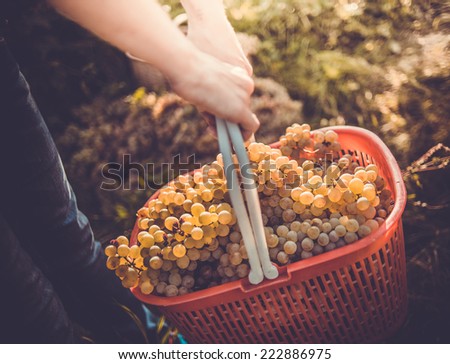 White wine grapes in basket after the harvest at the vineyard. Toned picture