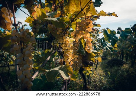 White grapes on the vine in autumn during harvest season. Toned picture