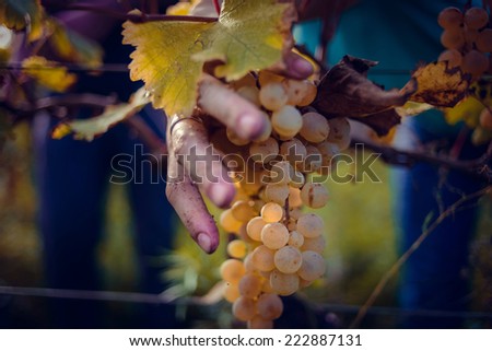 Grape harvesting in a vineyard in Kakheti region, Georgia. Toned picture