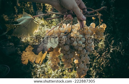Bunch of white grapes in woman's hand. Toned picture