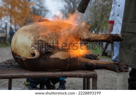 Dead pig hair removal by fire scorching Royalty-Free Stock Photo #2228893199