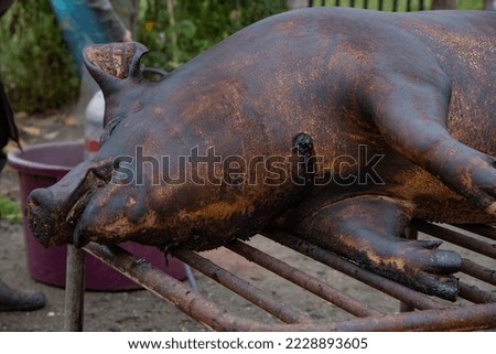 Dead pig hair removal by fire scorching Royalty-Free Stock Photo #2228893605