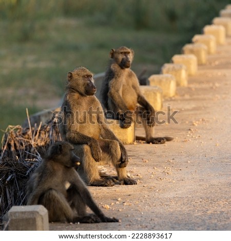 Chacma baboons warming up in the sun