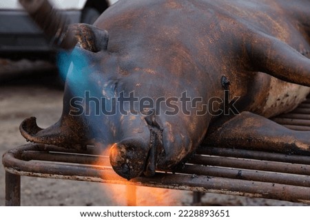 Dead pig hair removal by fire scorching Royalty-Free Stock Photo #2228893651