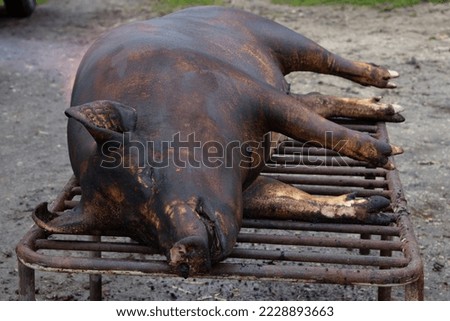 Dead pig hair removal by fire scorching Royalty-Free Stock Photo #2228893663