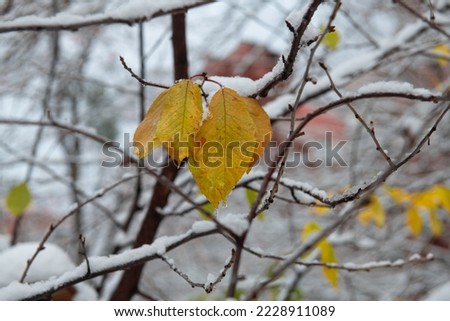Nice autumn yellow and green tree leaves covered early snow at morning, nature and weather 