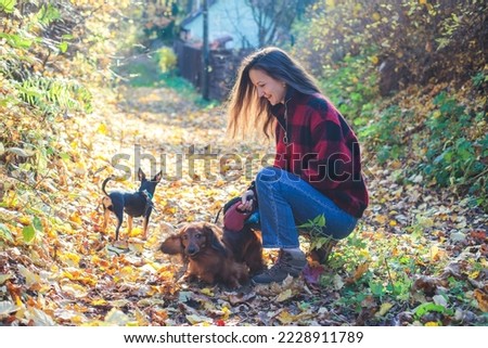 Process of walking with two dogs in a countryside park, joy of having multiple dogs, girl playing with dachshund and toy terrier, in autumn fall sunny day with, happy pet dog owner 