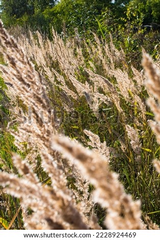 Fluffy Wild Flower Plants beautiful picture on your desktop where there is a summer landscape grass on the background of the forest. 