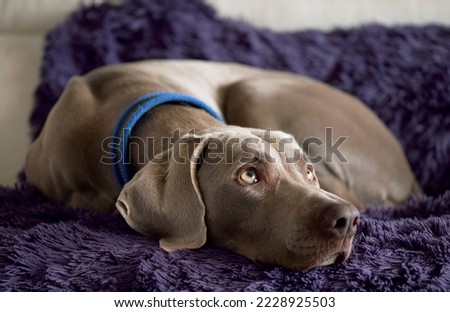 Weimaraner dog lying on a sofa Royalty-Free Stock Photo #2228925503