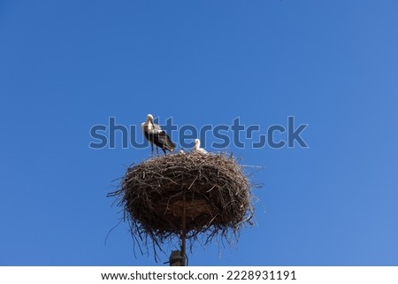 Family of storks (Ciconia ciconia) in their own nest created on special stand on electric pole top, chick head, mother and standing male controls surroundings, from a close distance