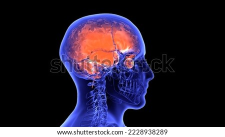 human brain and brain parts anatomy 3d illustration