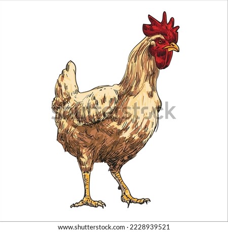 hand drawing assorted chickens vector illustration clip art